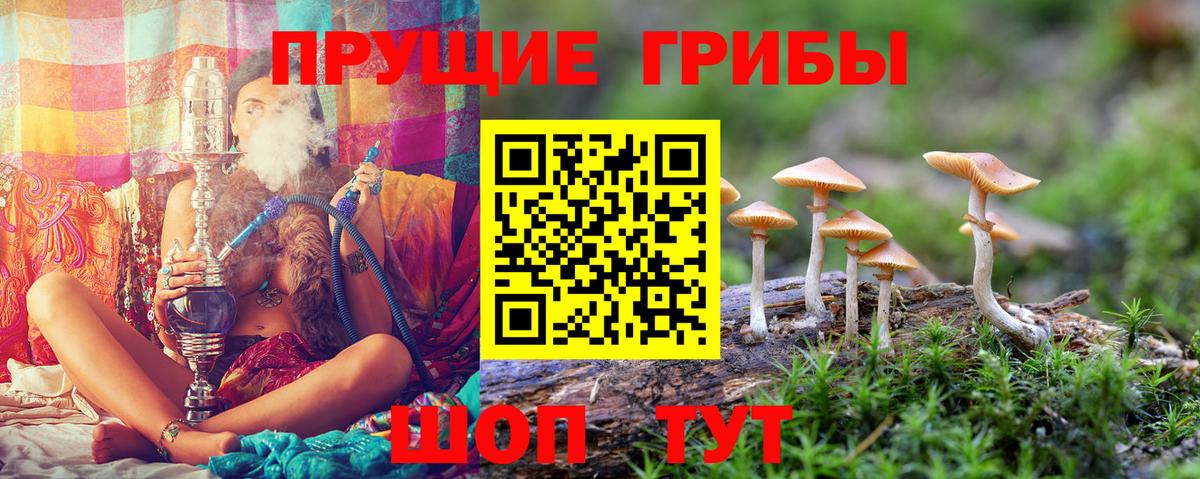 Галлюциногенные грибы Psilocybe Калининград
